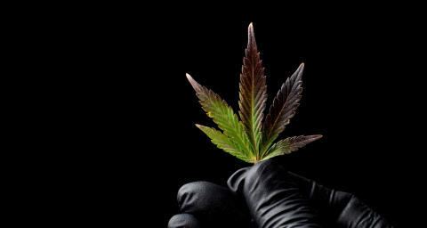 Hydroponic CBD Flowers banner