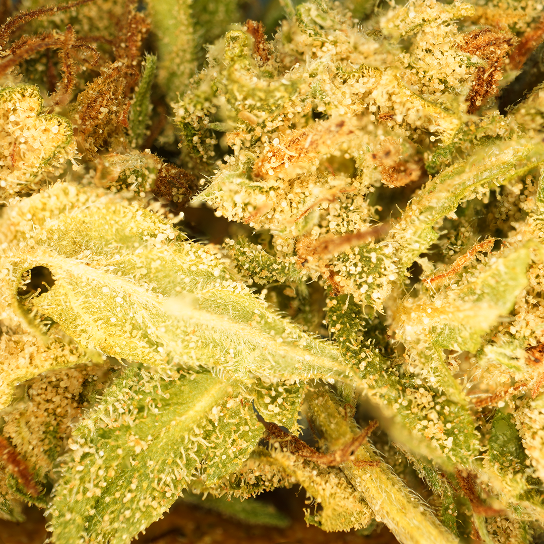 Banana Cream CBG